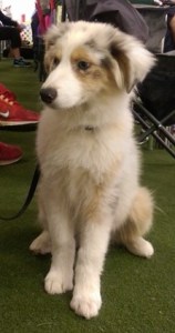 Mighty Micah (6-4-16)2