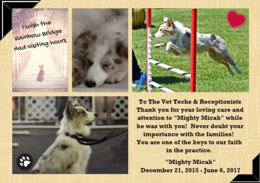 Thank You Vet Techs and Receptionists