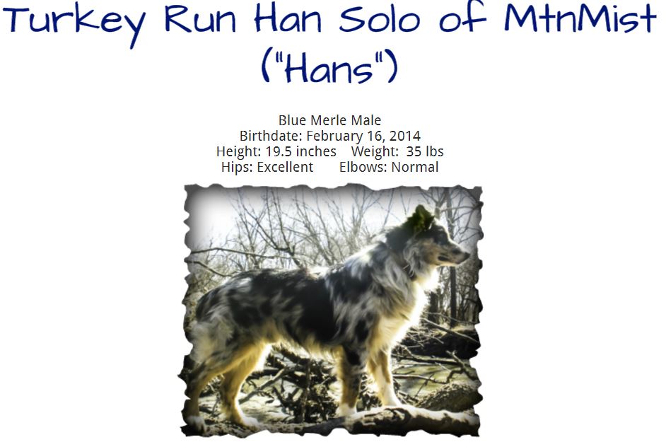 Turkey Run Han Solo of Mountain Mist - Hans (Kaiden's Dad)